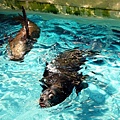 California Sea Lion..