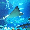 Sting Ray ~