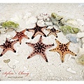 Beautiful starfish