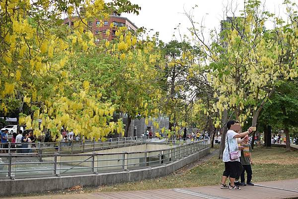 Cassia fistula JUNEJUNE (18)