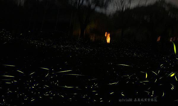 嘉義瑞里螢火蟲季 嘉義瑞里螢火蟲季