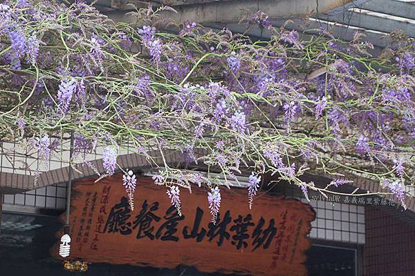 嘉義瑞里紫藤花開