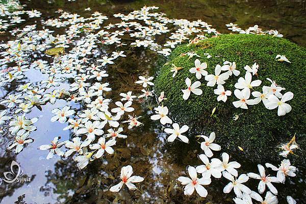 十一指古道桐花季