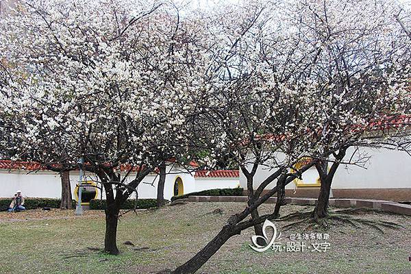 士林志成公園梅花.jpg