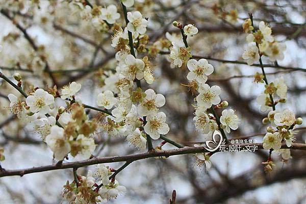 桃園角板山梅花.jpg