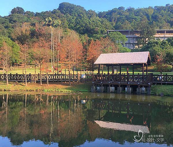 原住民公園落羽松紅了.jpg