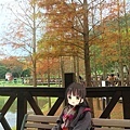 原住民公園-一片落羽松當背景.jpg
