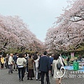 東京多元玩法-上野公園櫻花季.jpg
