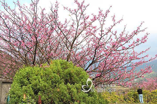 大台北櫻花盛開-平菁街大棵櫻花樹.jpg