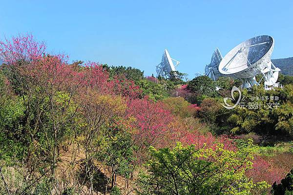 大台北櫻花盛開-點綴基地台的大耳朵.jpg