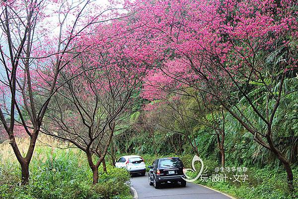 大台北櫻花盛開-三芝青山路櫻花.jpg