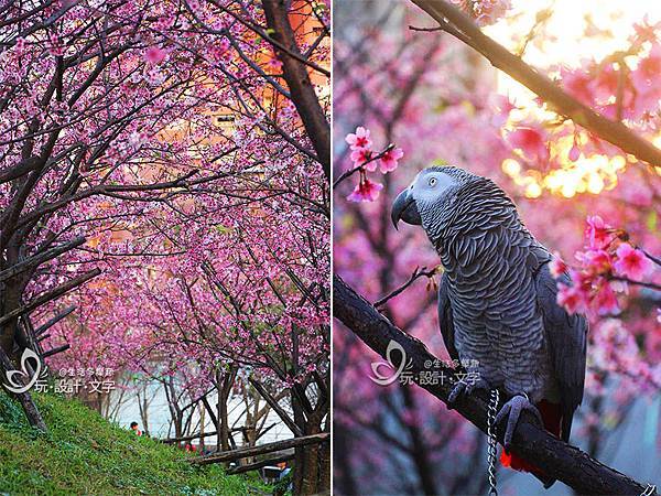 大台北櫻花盛開-內湖樂活公園.jpg