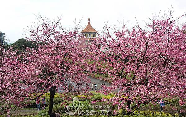 大台北櫻花先盛開-天元宮寒櫻爆量1.jpg