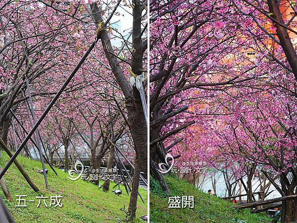 樂活公園賞櫻花-盛開時有被櫻花林包圍的叢林感.jpg