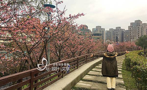 樂活公園賞櫻花-從側邊整排櫻花樹入鏡3.jpg