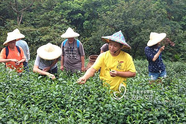 貓空茶推廣中心免費採茶體驗