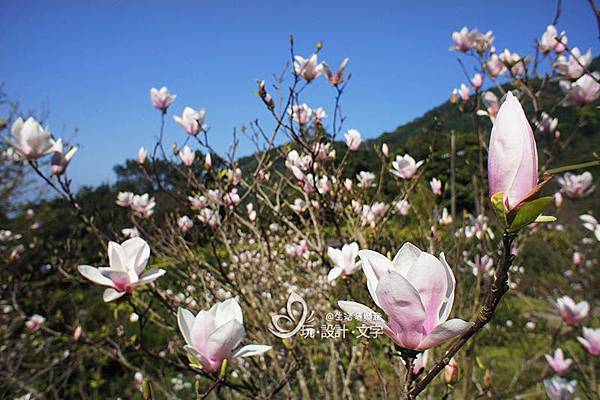 淡水楓樹湖木蓮花.jpg