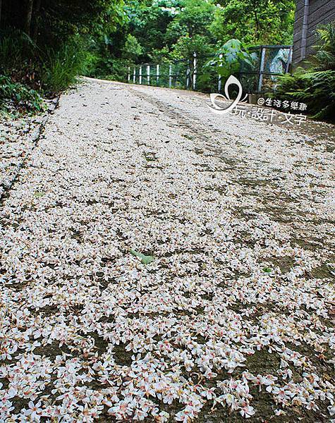 一桐去戶外郊遊-苗粟雙峰山步道.jpg