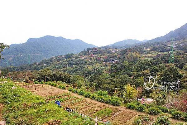 來去貓空品茶踏青採茶體驗-樟樹步道風景怡人.jpg