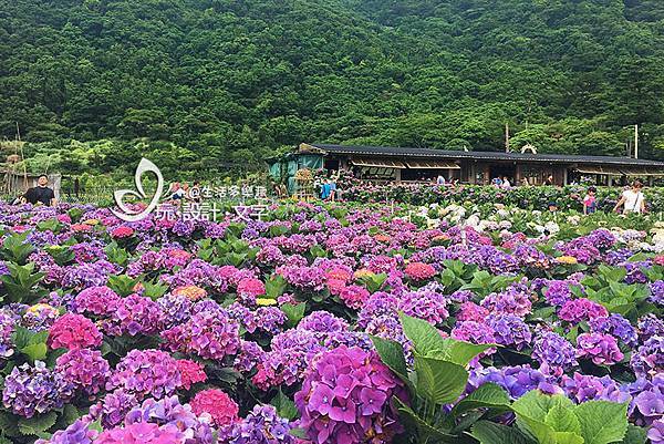 竹子湖繡球花-預約財福繡球花園的下午茶.jpg