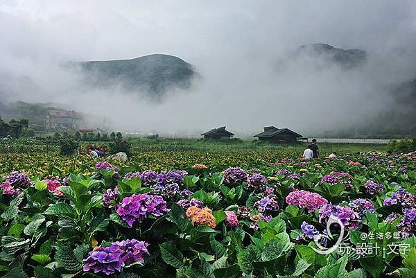 竹子湖繡球花-坐看雲起時,時而清晰時而霧海壟罩.jpg