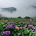 竹子湖繡球花-坐看雲起時,時而清晰時而霧海壟罩.jpg