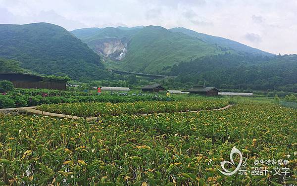 竹子湖繡球花-火山熔岩堰塞而成,形成一個凹地.jpg