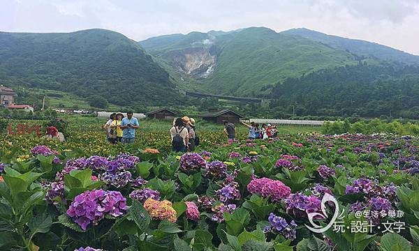 竹子湖繡球花-盛開滿山谷,後頭是冒煙小油坑