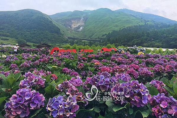 竹子湖繡球花-盛開滿山谷,後頭是冒煙小油坑.jpg