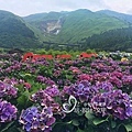 竹子湖繡球花-盛開滿山谷,後頭是冒煙小油坑.jpg