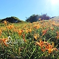 花蓮一日上山又下海-六十石山每個角度都好拍.jpg