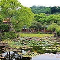 超好拍的雙溪公園-建構成中式庭園充斥著蓮花.jpg