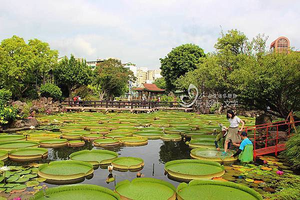 超好拍的雙溪公園-限時限人數乘坐大王蓮.jpg