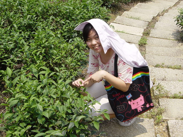 採茶歐巴桑花 (太陽真的很烈阿)