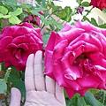 大阿姨家後院跟手掌一樣大的玫瑰