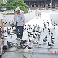東本願寺的鴿群