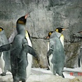 接受冰塊洗禮的企鵝們