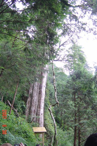 20070629-30 (36).JPG-第一棵映入眼中的紅檜神木 (我忘了他的名字 Orz)