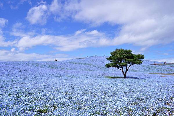 nemophila2.jpg