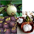 美商Syntec新田山竹果萃取物 Mangosteen Extract.jpg