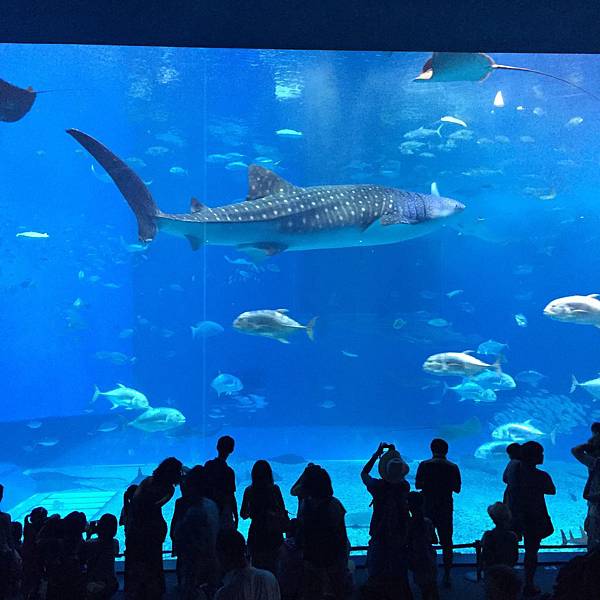 王雄觀察日誌_美麗海水族館