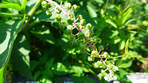 照片 003-美洲商陸.jpg 照片 003-美洲商陸.jpg