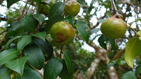 照片 035-大果油茶.jpg 照片 035-大果油茶.jpg