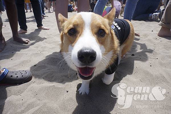 2015NorCalSummerCorgiCon-9