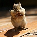 backyard_chipmunk_picture_873284338_5206111124_o.jpg