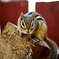 backyard_chipmunk_picture_1064197001_c2ffadfa7b_o.jpg