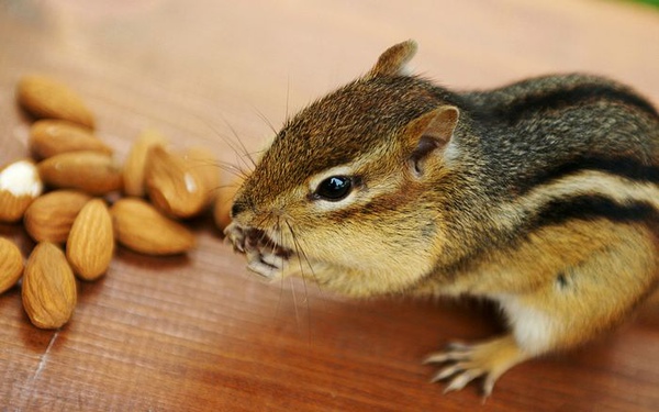 backyard_chipmunk_picture_1342984717_e19601bdce_o.jpg