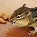 backyard_chipmunk_picture_1342984717_e19601bdce_o.jpg