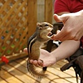 backyard_chipmunk_picture_1351540053_e4f2ce2654_o.jpg