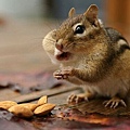 backyard_chipmunk_picture_1680876198_2894655e37_o.jpg